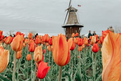 a field of orange tulips with a windmill in the background