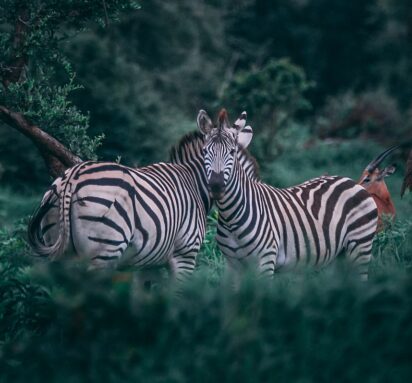 two zebras on grass field